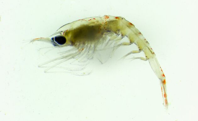 close up of Southern Ocean krill individual