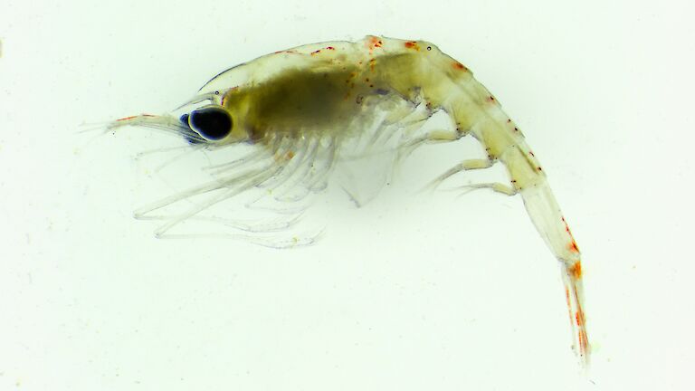 close up of Southern Ocean krill individual