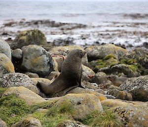 A male Antarctic fur seal sits on the rocks looking out to sea