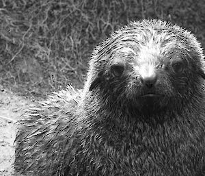 Antarctic fur seal pup