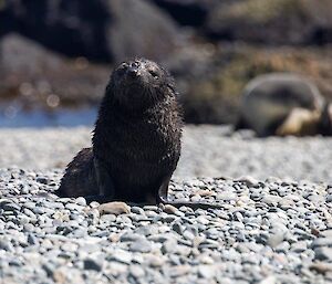 Antarctic fur seal pup on the beach