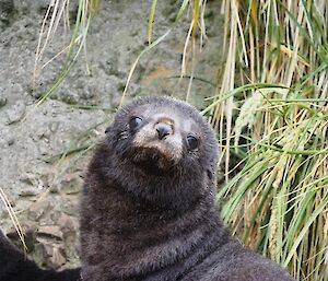 Antarctic fur seal pup in the tussock