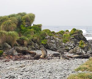 An Antarctic fur seal harem lazes on the rocky shore