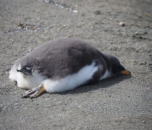 A gentoo chick sleeping on the black sand