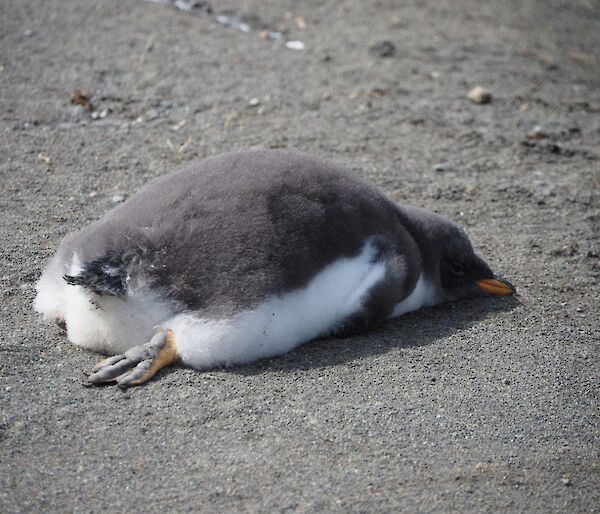 A gentoo chick sleeping on the black sand