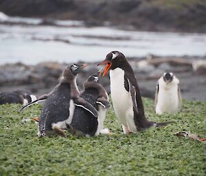 Two gentoo chicks are being fed by a parent on the foreshore
