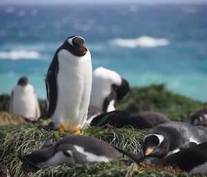 A small group of gentoo penguins are in the grasses near the waterfront