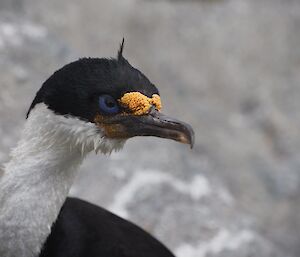 A head profile of a Macquarie island cormorant