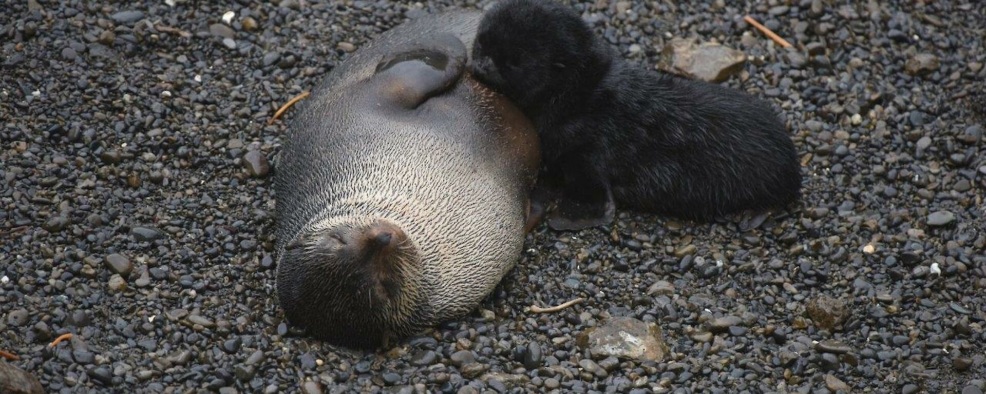 A sub-Antarctic fur seal lies on the black sand with a pup