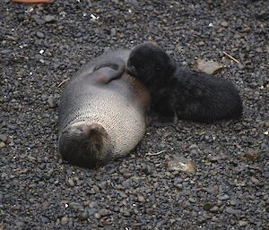 A sub-Antarctic fur seal lies on the black sand with a pup