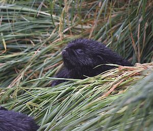 The head of a sub-Antarctic fur seal pup pokes out of the green tussock