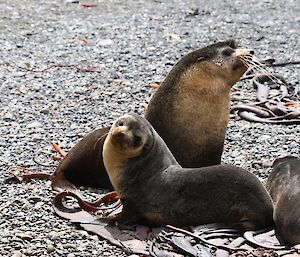 Two sub-Antarctic fur seals lie on the rocky beach