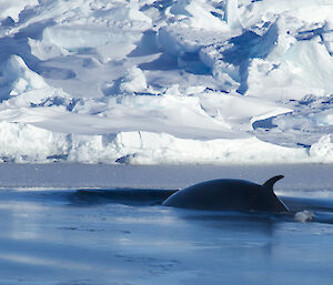 dorsal fin of a whale emerges from water with ice in background