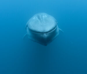 head-on view of blue whale swimming underwater