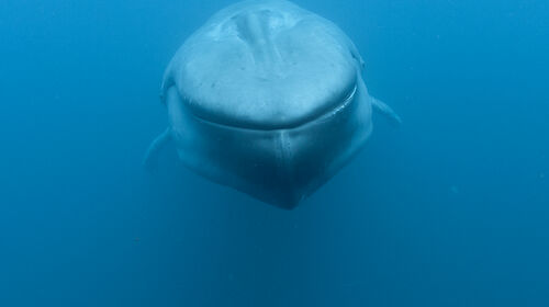 head-on view of blue whale swimming underwater