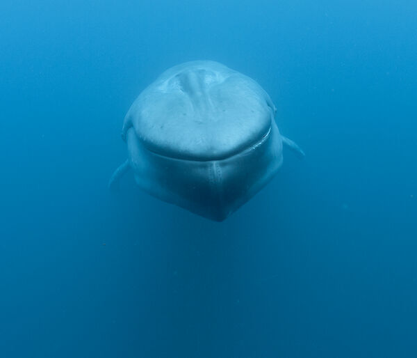 head-on view of blue whale swimming underwater