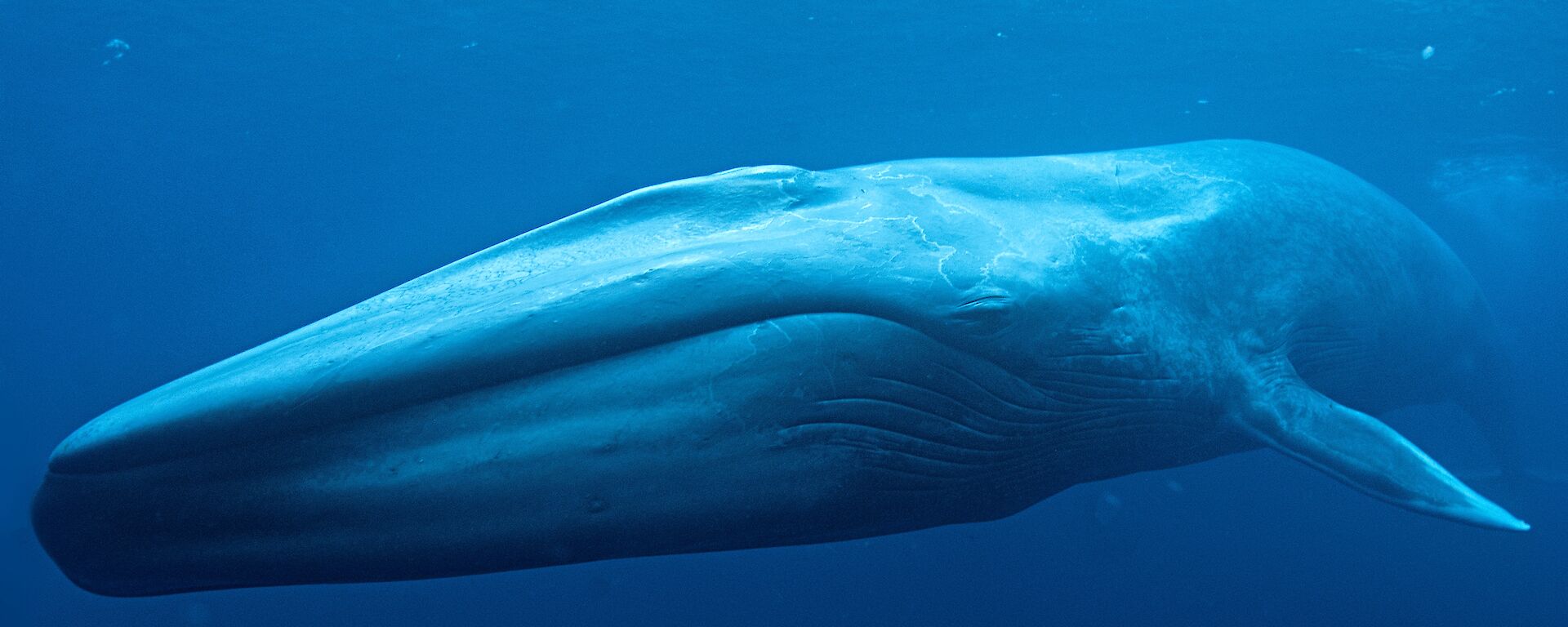 a blue whale underwater