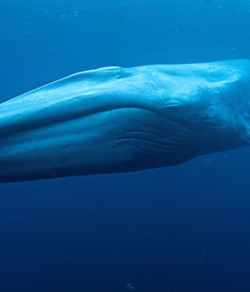 a blue whale underwater