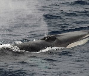 whale blows spray at surce of ocean