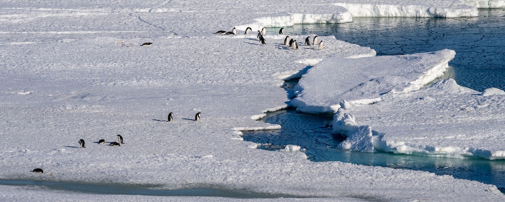 A view from a distance of about a couple of dozen Adélie penguins, some grouped together, some spread out, at the edge of an ice sheet where it meets the sea