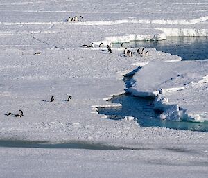 A view from a distance of about a couple of dozen Adélie penguins, some grouped together, some spread out, at the edge of an ice sheet where it meets the sea