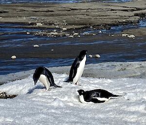 Three penguins on some ice with sand and water in the background