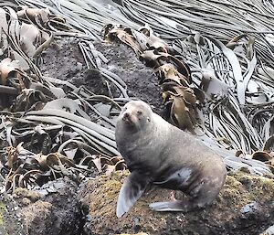A seal sits on the rocks amongst the large brown seaweed