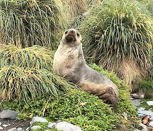 A lone seal sits on the green tussock grass