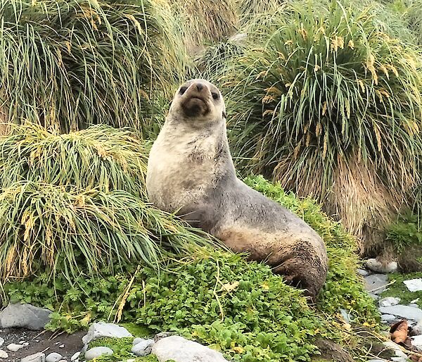 A lone seal sits on the green tussock grass