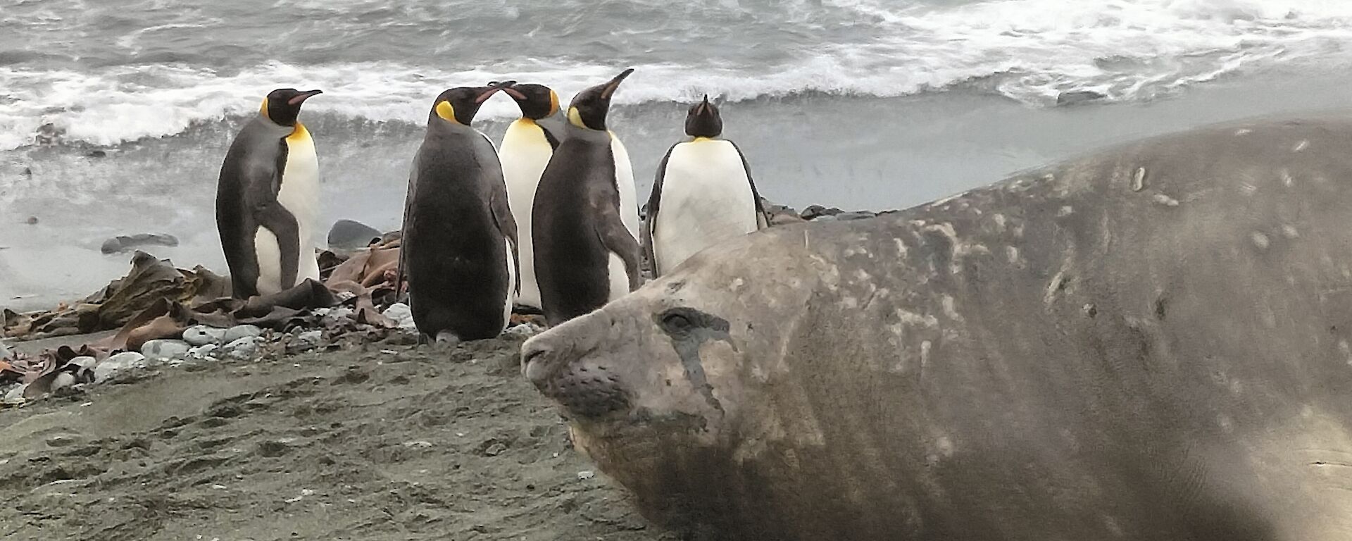 A large elephant seal lies on the beach near five king penguins