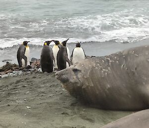 A large elephant seal lies on the beach near five king penguins