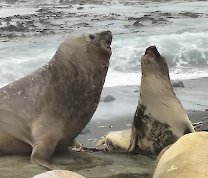Two seals raise their heads to each other on the black sandy beach