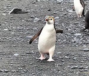 A Royal penguin walks across the pebbly shore