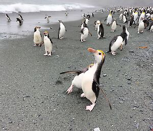 A large group of penguins stand on the black sandy beach as the waves run towards them