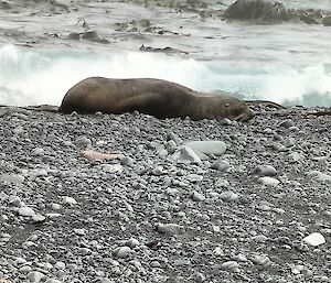 A sea lion lies on the rocky beach having a sleep