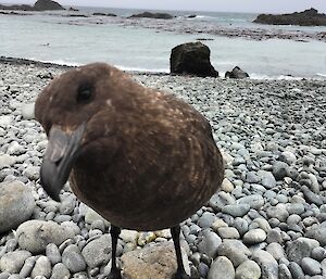 A brown skua looks at the camera from the rocky beach
