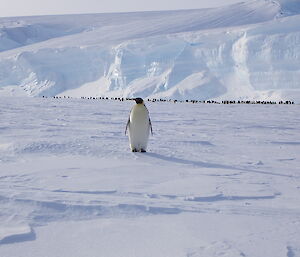 An emperor penguin comes to investigate the traverse party in front of the Fold Island rookery