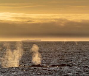 blows and fins from whales in golden light