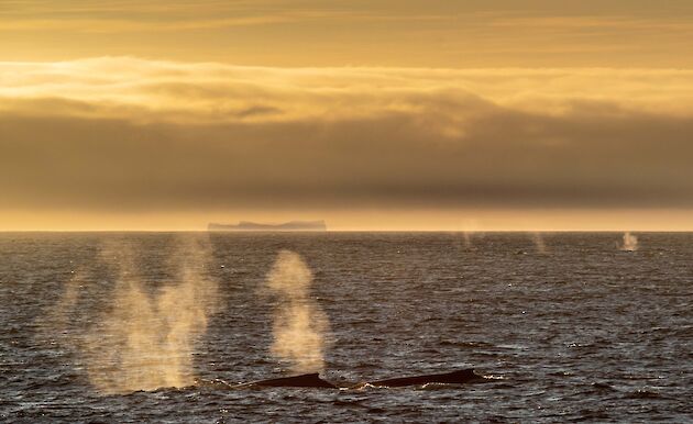 blows and fins from whales in golden light