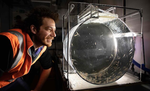 man looks at krill in clear chamber