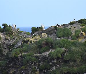 Lots of cormorants on the rocky hills