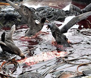 Three large brown birds feeding in shallow waters