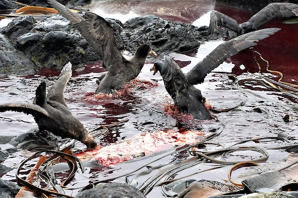 MACQUARIE ISLAND NEWS Gps_and_death.600x400