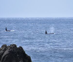 Two whales are spotted out to sea from the rocky shore