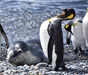 A leopard seal is surrounded by king penguins on a pebbly beach