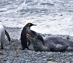 A leopard seal lies on the beach bearing it's teeth to the king penguins