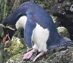 A Rockhopper penguin sits alone on a rock