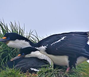 Two shags share a nest in the green tussocks