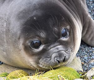 A close up shot of a young fur seal's face