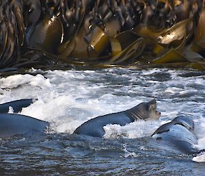 Seals play in the water amongst the kelp